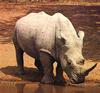 White Rhinoceros (Ceratotherium simum)