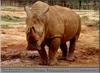 White Rhinoceros (Ceratotherium simum)