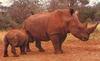 White Rhinoceros (Ceratotherium simum)