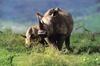 White Rhinoceros (Ceratotherium simum)