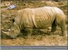 White Rhinoceros (Ceratotherium simum)