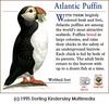 Atlantic Puffin (Fratercula arctica)