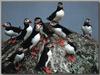 Atlantic Puffin (Fratercula arctica)  - flock on rock