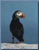 Atlantic Puffin (Fratercula arctica)