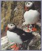 Atlantic Puffin (Fratercula arctica)  - pair