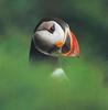 Atlantic Puffin (Fratercula arctica)