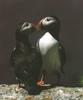 Atlantic Puffin (Fratercula arctica)