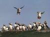 Atlantic Puffin (Fratercula arctica)  - flock on rock
