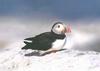 Atlantic Puffin (Fratercula arctica)