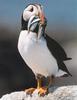 Atlantic Puffin (Fratercula arctica)