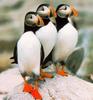 Atlantic Puffin (Fratercula arctica)