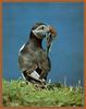 Atlantic Puffin (Fratercula arctica)