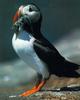 Atlantic Puffin (Fratercula arctica)