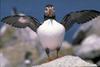 Atlantic Puffin (Fratercula arctica)