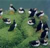 Atlantic Puffin (Fratercula arctica)  - Norway