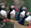 Atlantic Puffin (Fratercula arctica)