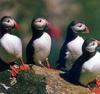 Atlantic Puffin (Fratercula arctica)