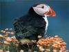 Atlantic Puffin (Fratercula arctica)