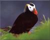 Tufted Puffin