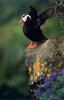 Arthur Morris : Tufted Puffin - Pribilof Islands Alaska