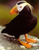 Tufted Puffin