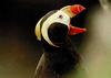 Tufted Puffin