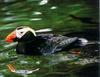 Tufted Puffin