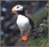 Horned Puffin