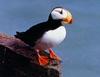 Horned Puffin