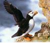 Horned Puffin