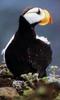 Horned Puffin