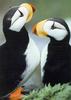 Horned Puffin