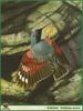 [Animal Art] Tichodrome (Tichodroma muraria) - Wallcreeper