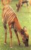 Sitatunga  (Tragelaphus spekii)