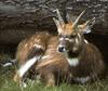 Sitatunga  (Tragelaphus spekii)