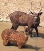 Sitatunga  (Tragelaphus spekii)