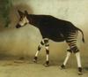 Okapi (Okapia johnstoni)