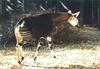 Okapi (Okapia johnstoni)