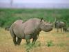 Rhinoceros  and Oxpeckers