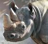 Rhinoceros