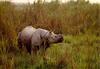 Rhinoceros