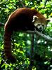 Red Panda  (Ailurus fulgens)