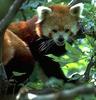 Red Panda  (Ailurus fulgens)