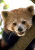 Red Panda  (Ailurus fulgens)