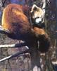 Red Panda  (Ailurus fulgens)