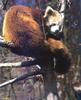 Red Panda  (Ailurus fulgens)