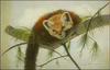 [Animal Art] Red Panda  (Ailurus fulgens)