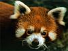 Red Panda  (Ailurus fulgens)