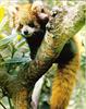 Red Panda  (Ailurus fulgens)