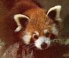 Red Panda  (Ailurus fulgens)